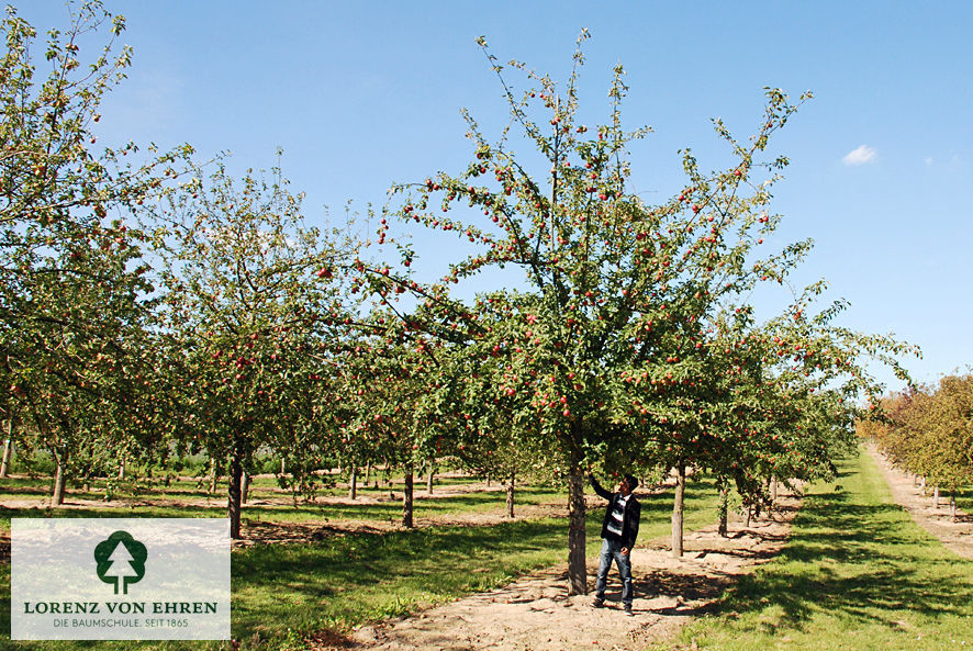 Malus domestica 'Goldrenette Freiherr Von Berlepsch'