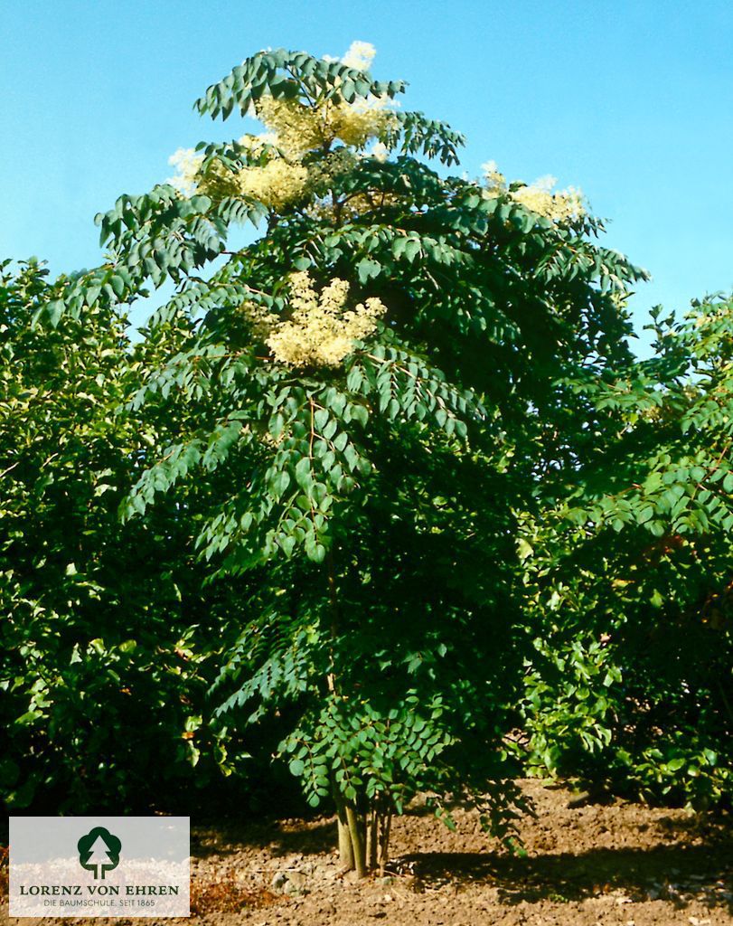 Aralia elata