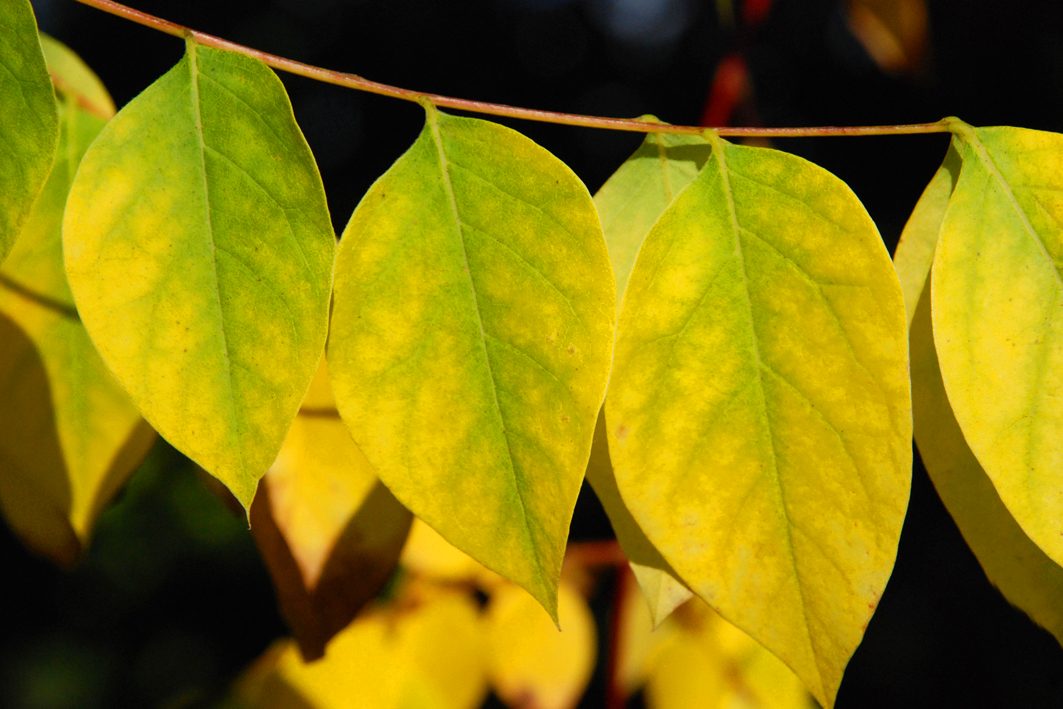 Gymnocladus diocius Unikat