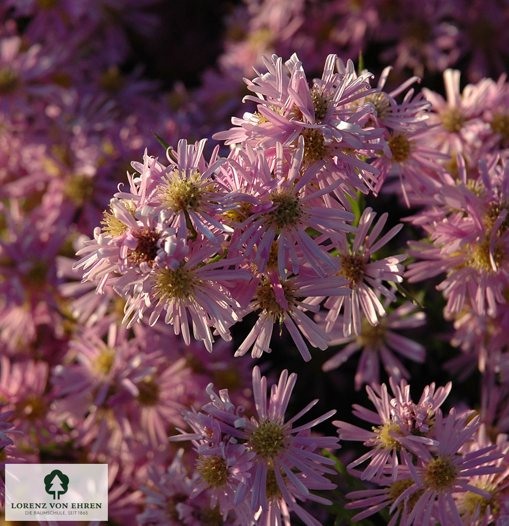 Aster pringlei 'Pink Star'