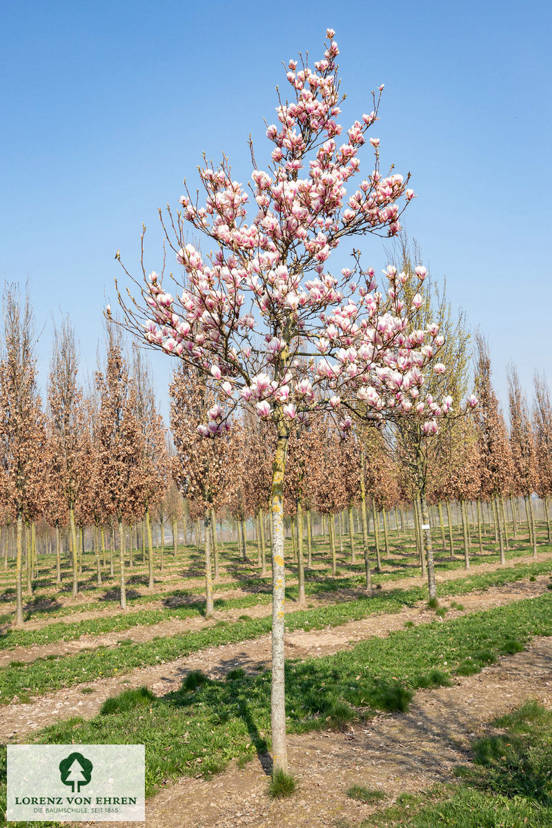 Magnolia soulangeana