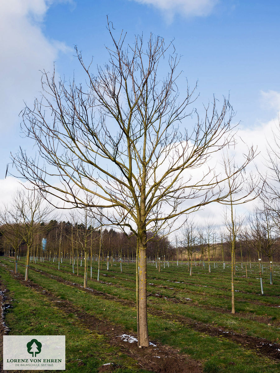 Catalpa bignonioides