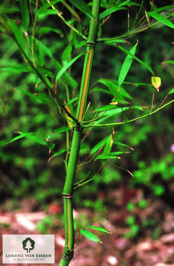 Phyllostachys aureosulcata