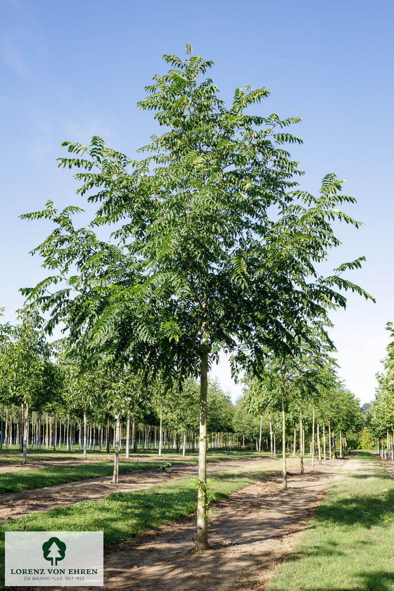 Pterocarya fraxinifolia