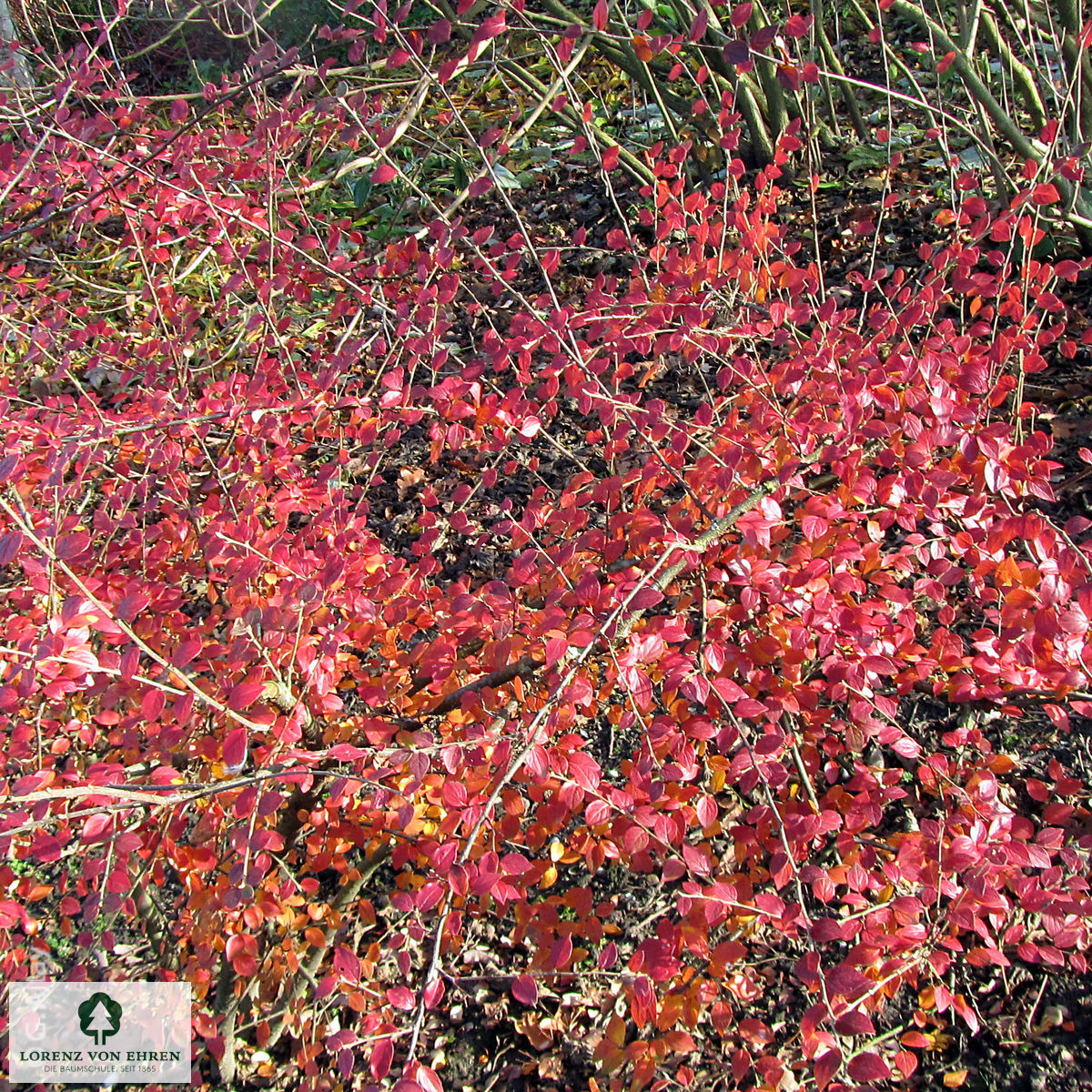 Cotoneaster dielsianus