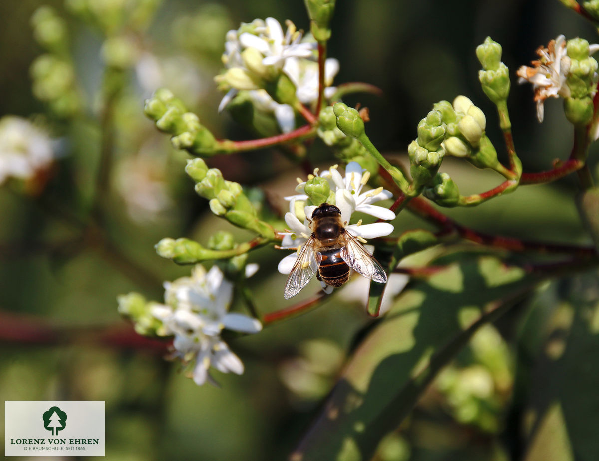 Heptacodium miconioides