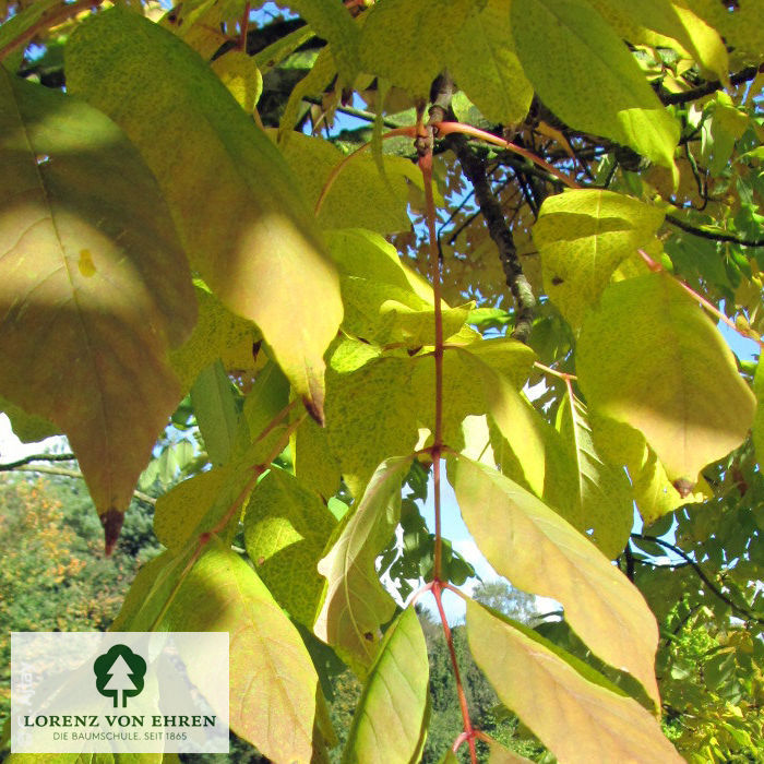 Fraxinus angustifolia 'Raywood'