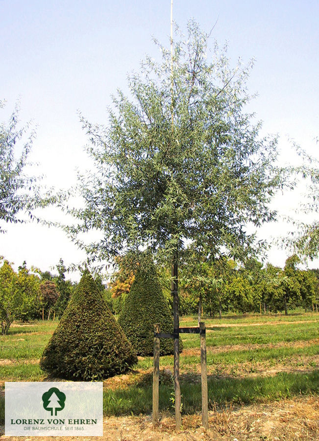 Elaeagnus angustifolia