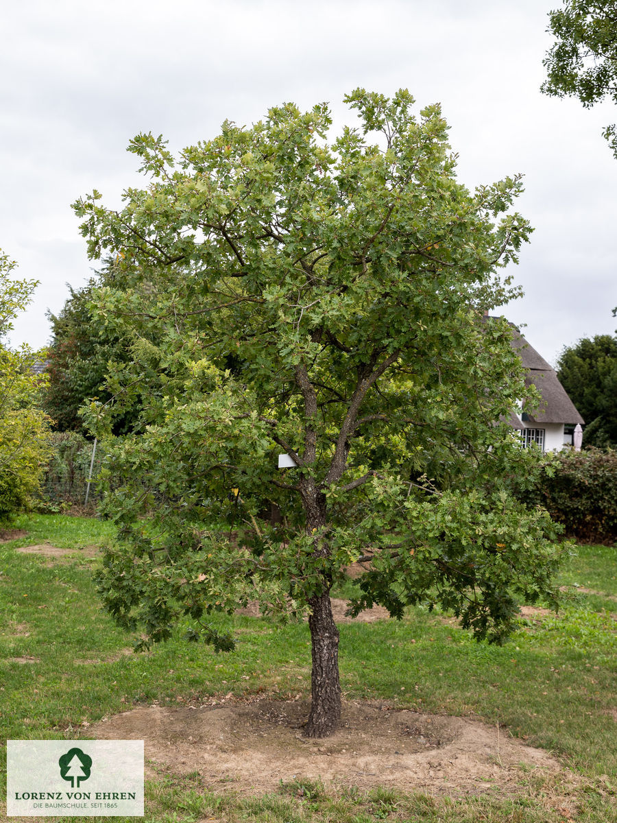 Quercus pubescens