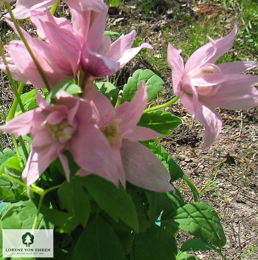 Clematis macropetala 'Markham's Pink'