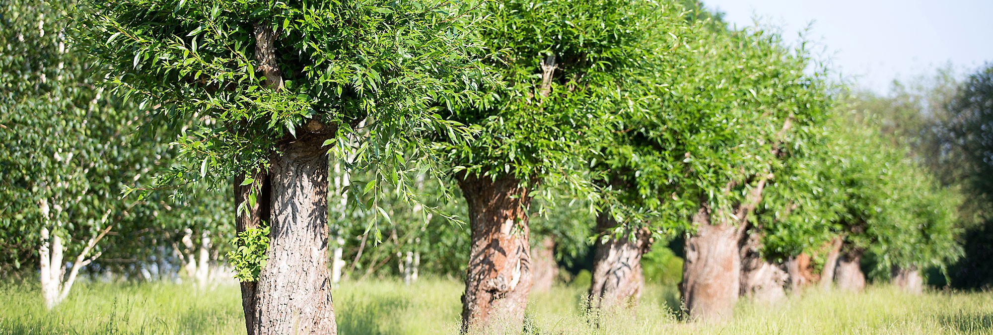 Woody plants for wet feet Woody plants for wet feet