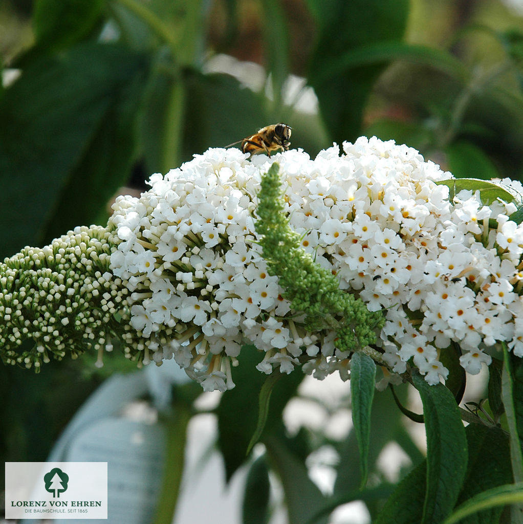 Buddleja davidii 'Peace'