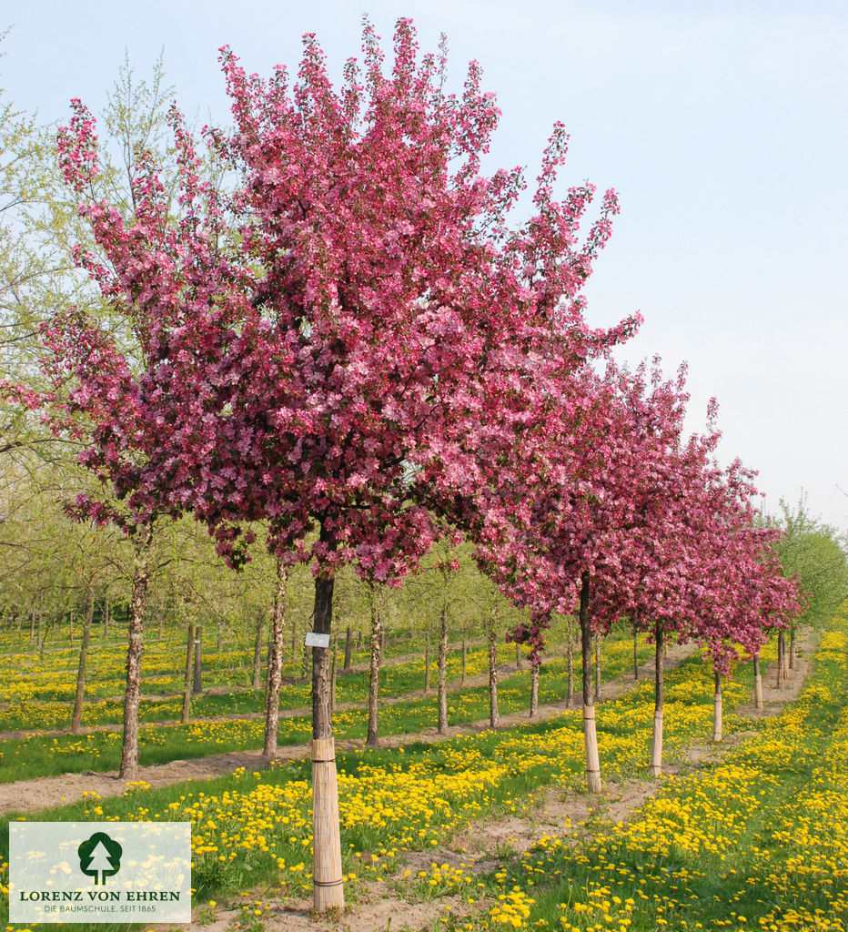 Malus 'Rudolph'