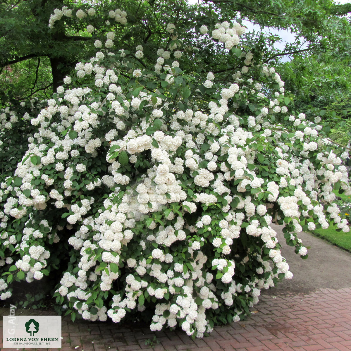 Viburnum opulus 'Roseum'