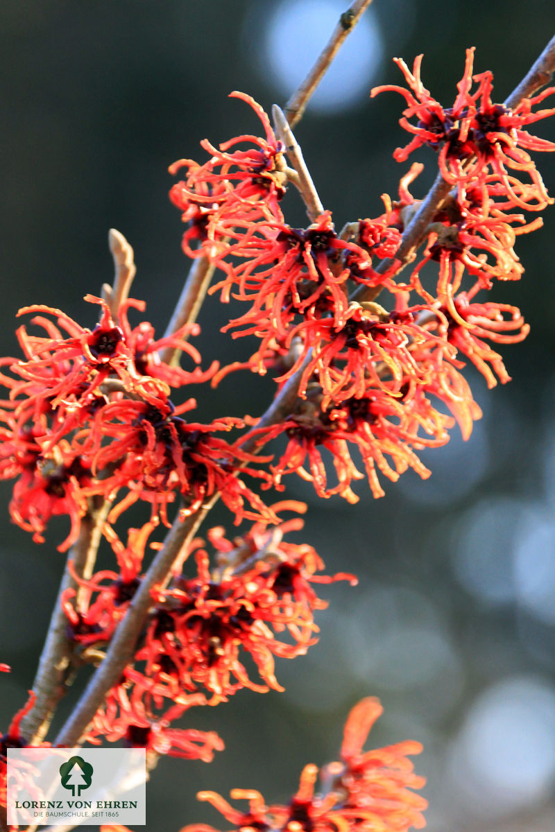 Hamamelis intermedia 'Rubin'