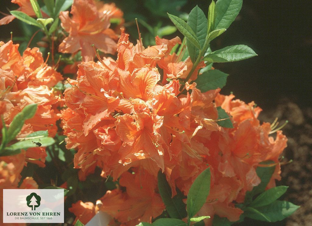 Rhododendron Azalea 'Fridtjof Nansen'