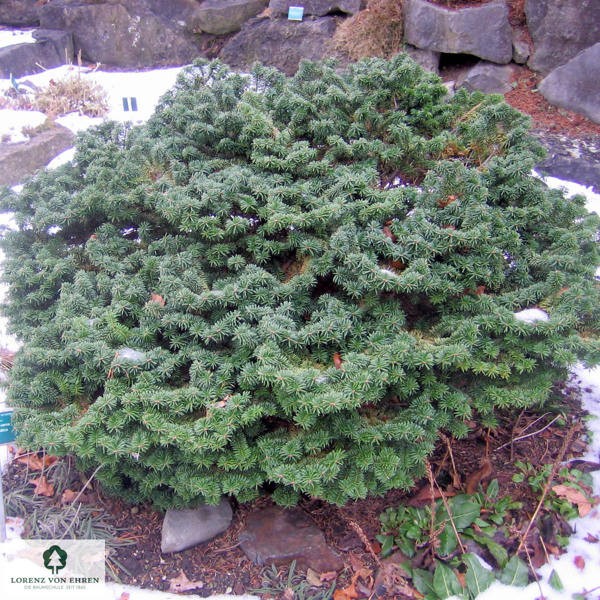 Abies balsamea 'Nana'