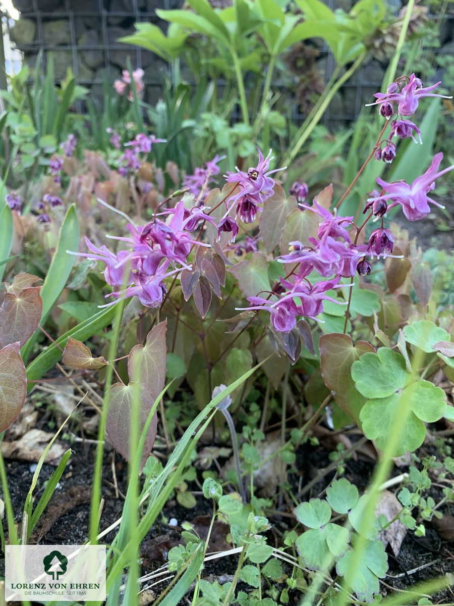 Epimedium grandiflorum 'Rose Queen'