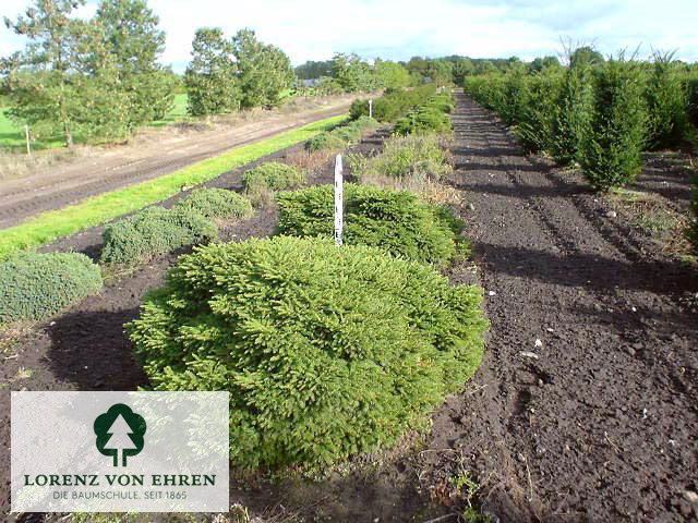 Picea abies 'Echiniformis'