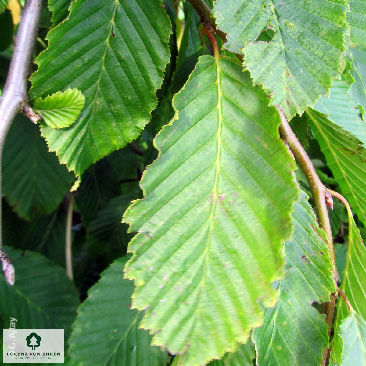 Carpinus betulus 'Pendula'