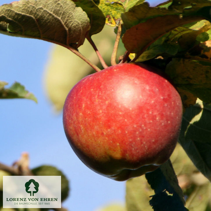 Malus domestica 'Reglindis'