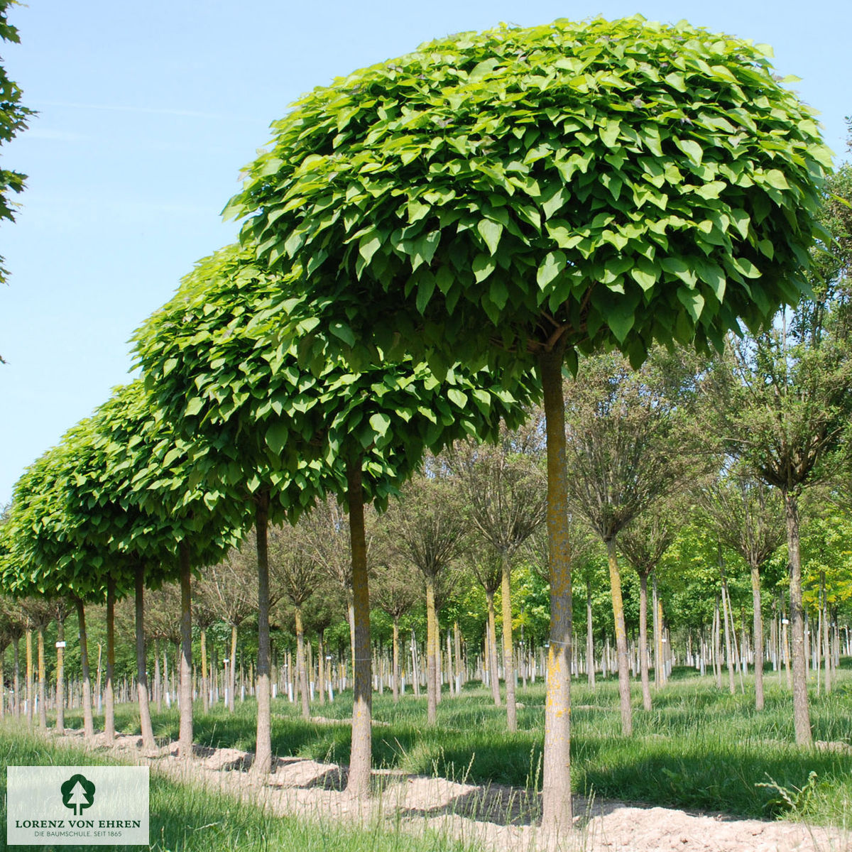 Catalpa bignonioides 'Nana'