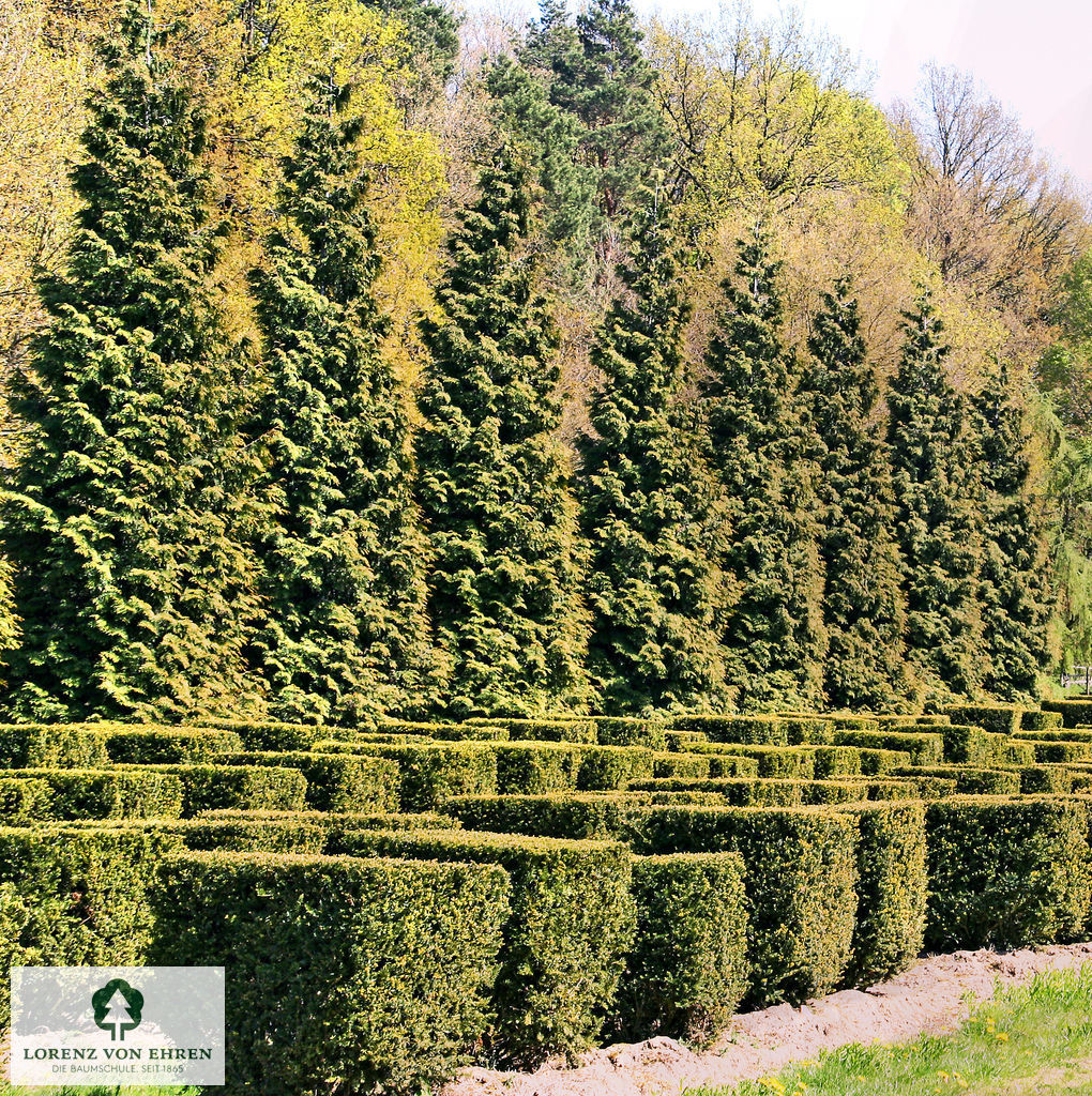 Thuja plicata 'Excelsa'