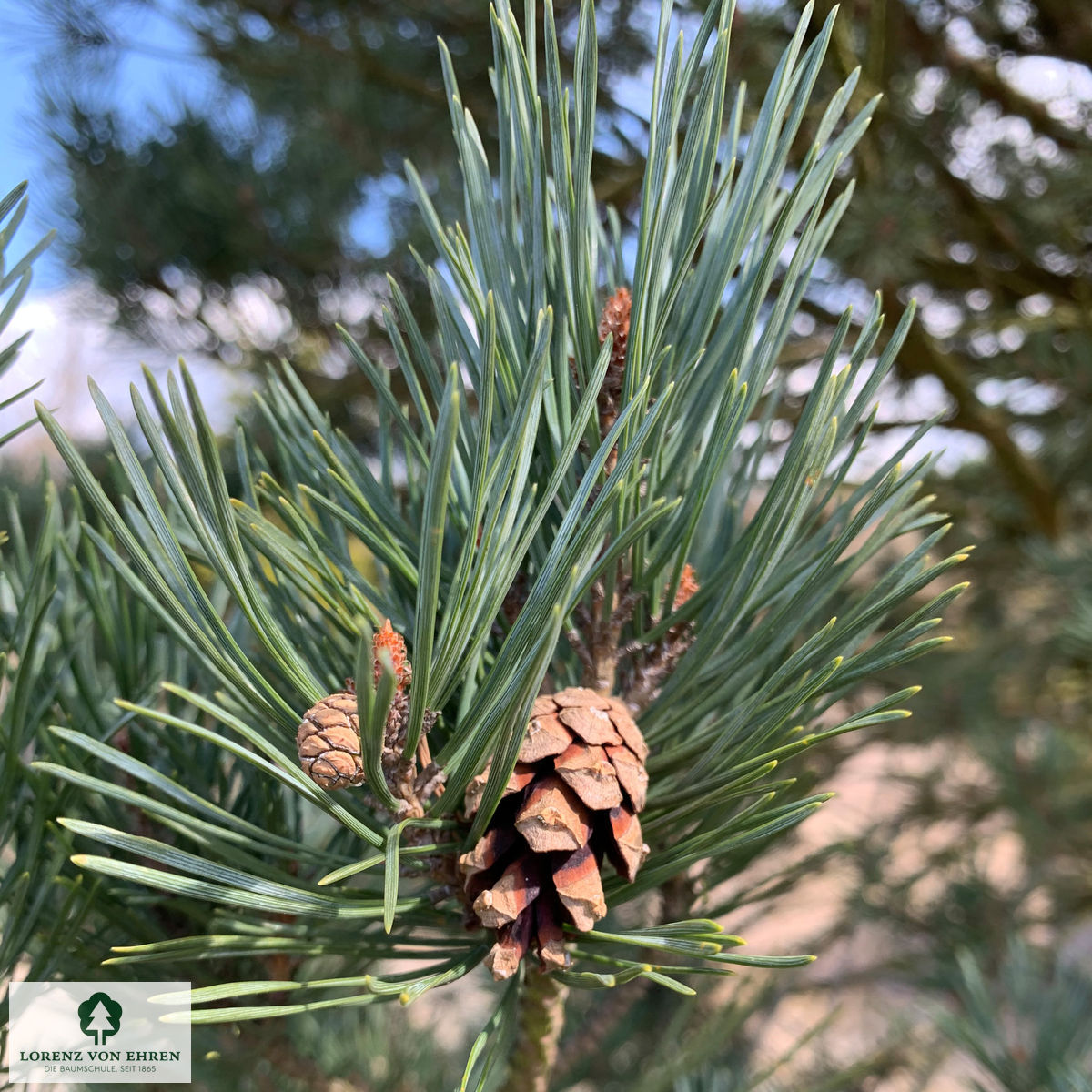 Pinus sylvestris 'Watereri'