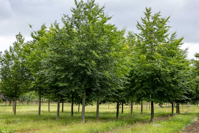 Fagus sylvatica Alleebaum Die klassische Buche in Reihe