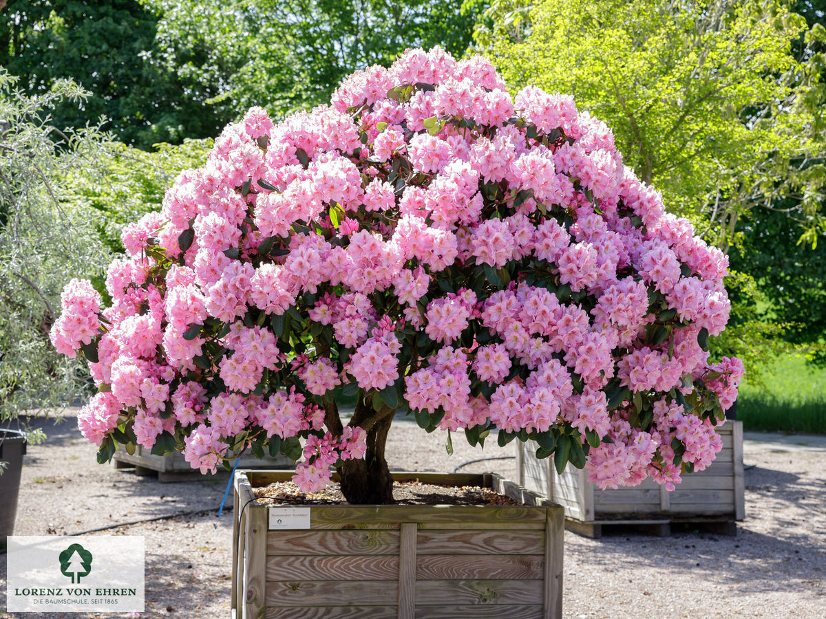 Rhododendron Hybride 'Scintillation'