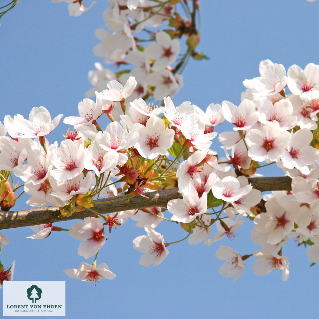 Prunus yedoensis