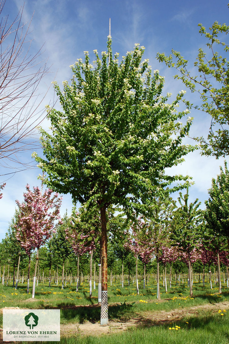 Prunus maackii 'Amber Beauty'