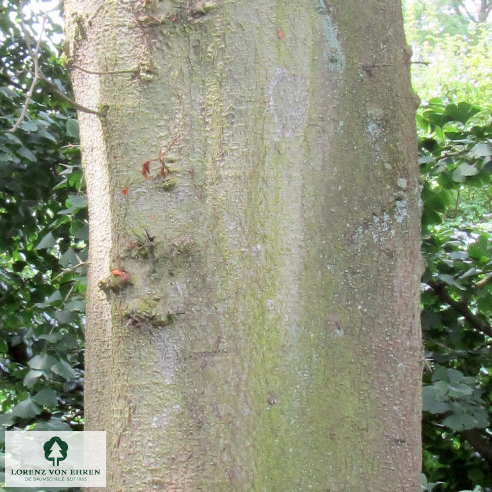 Gleditsia triacanthos inermis