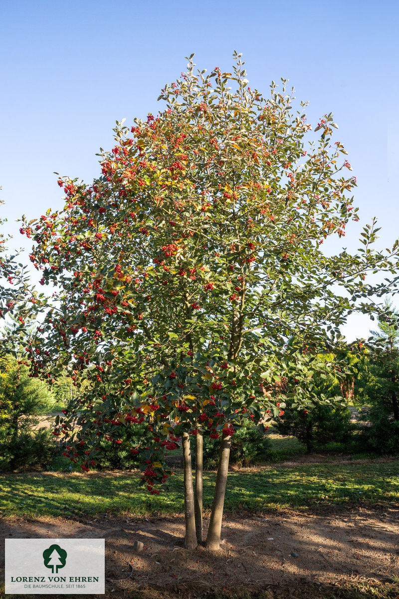 Sorbus intermedia