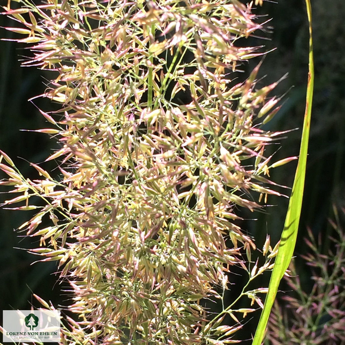 Calamagrostis brachytricha