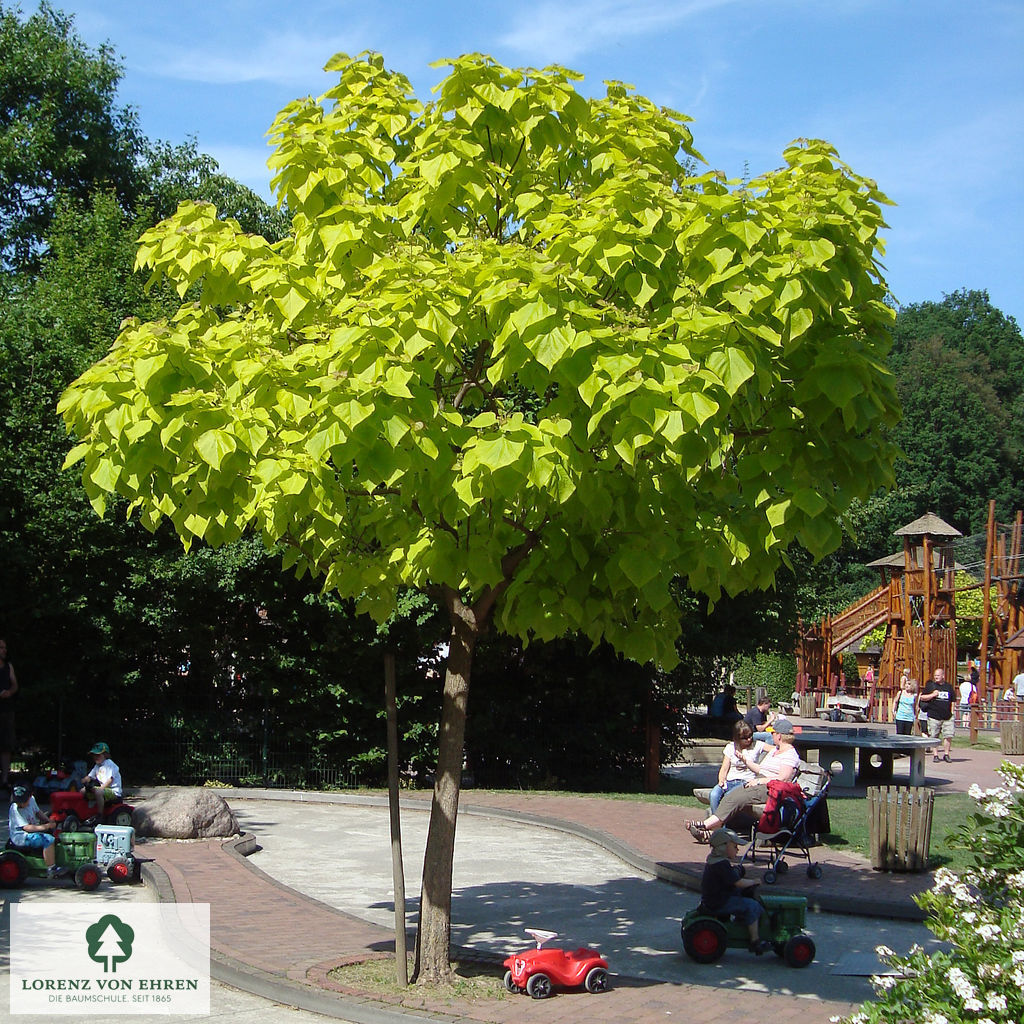 Catalpa bignonioides 'Aurea'