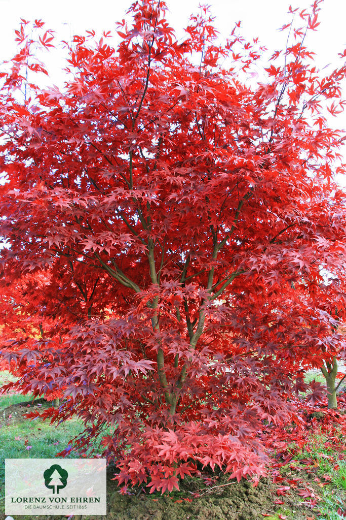 Acer palmatum 'Bloodgood'