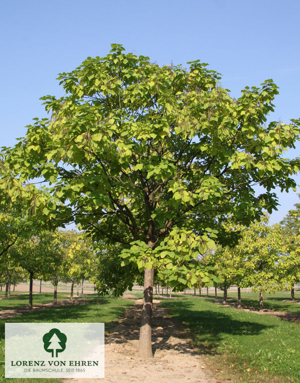 Catalpa bignonioides