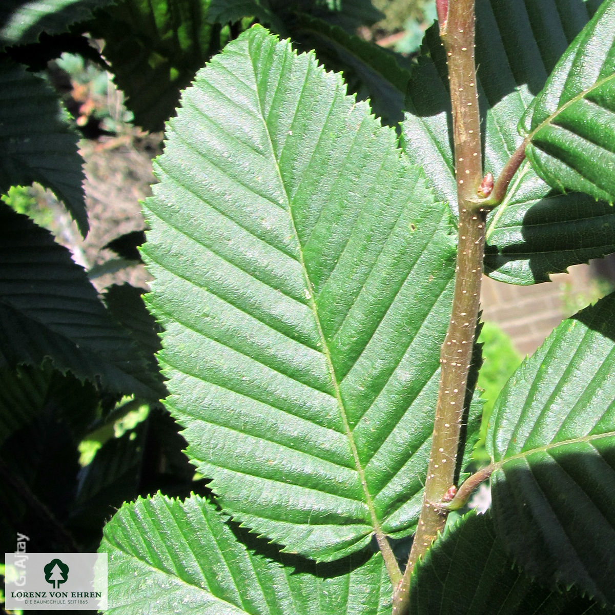 Carpinus betulus 'Lucas'