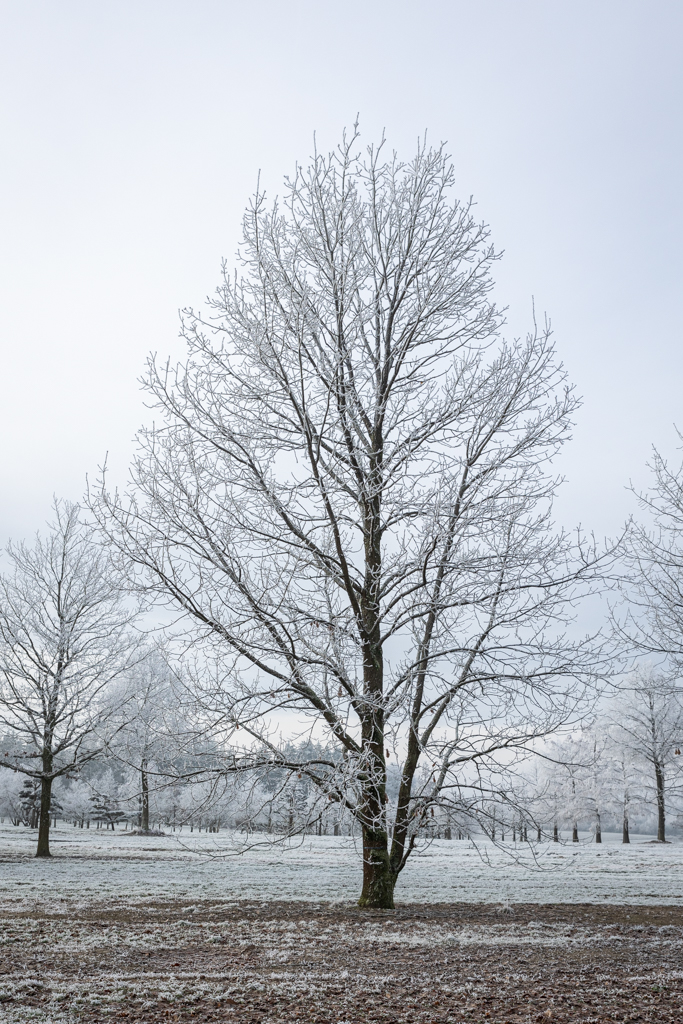 Quercus frainetto Unikat