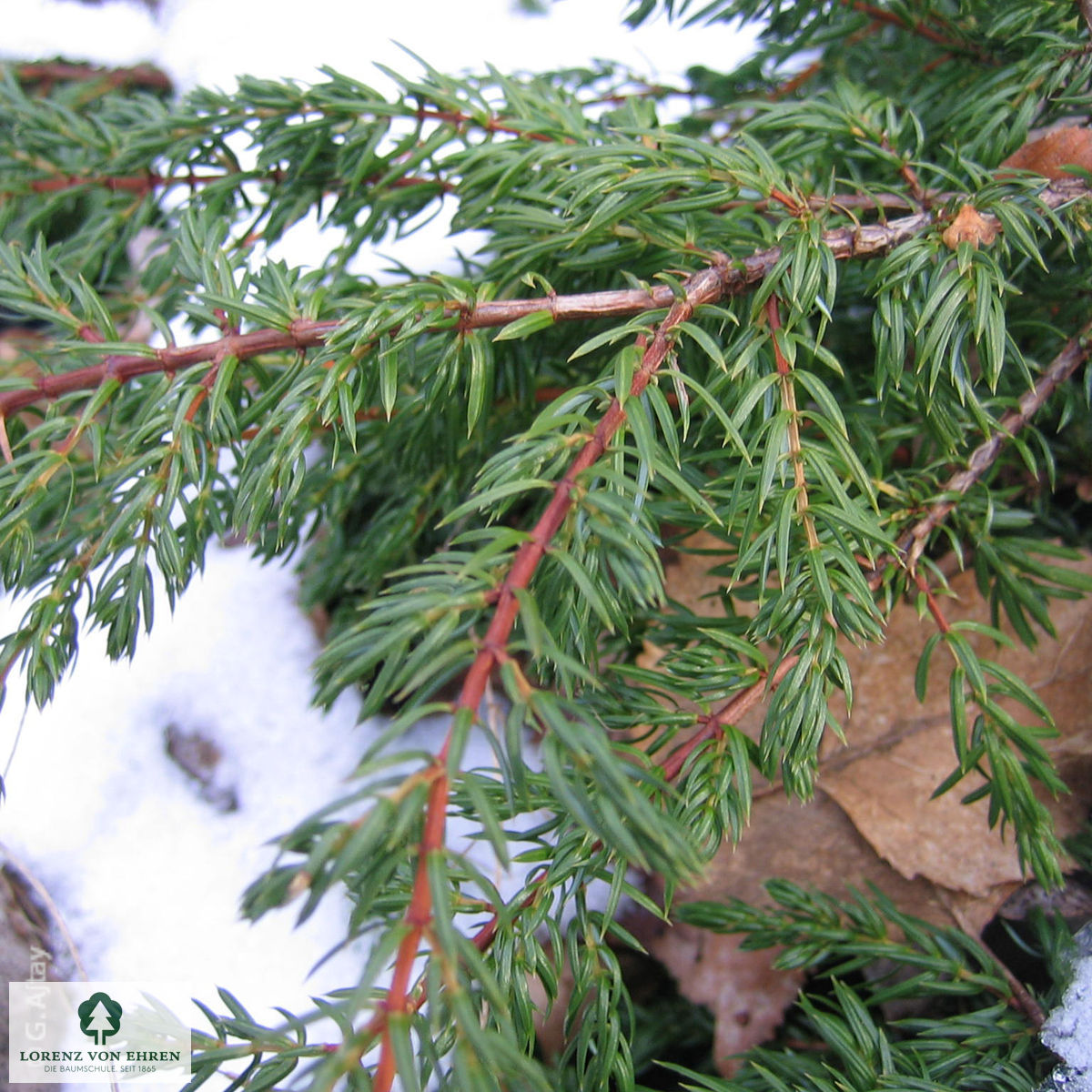 Juniperus communis 'Repanda'