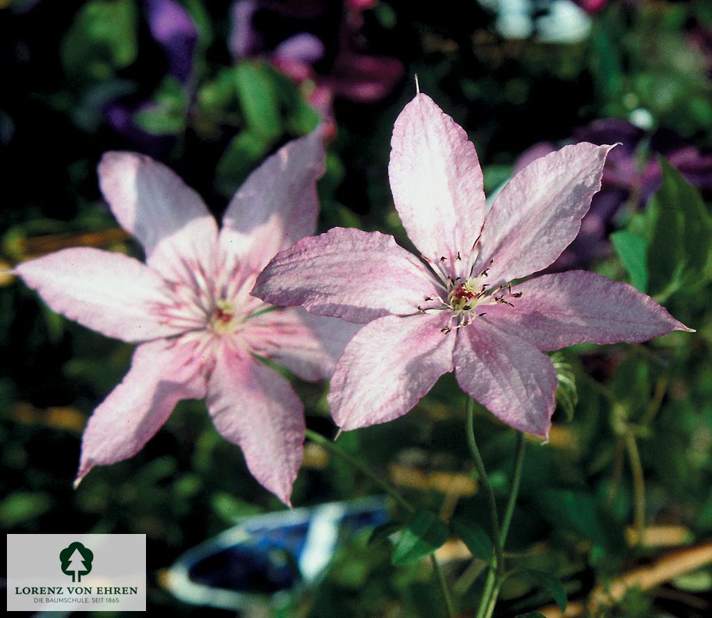 Clematis 'Hagley Hybrid'