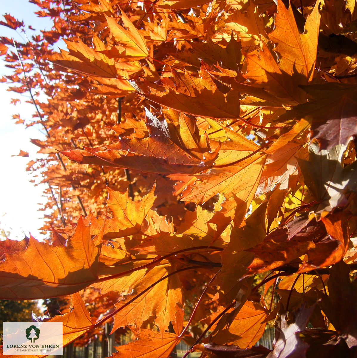 Acer platanoides 'Crimson Sentry'