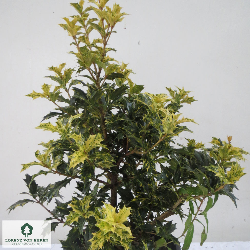 Osmanthus heterophyllus 'Tricolor'