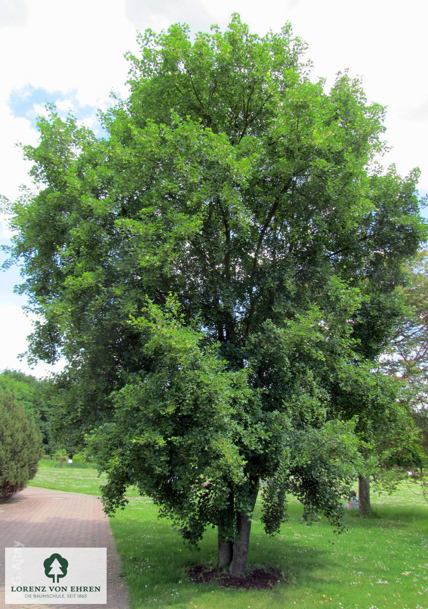 Acer monspessulanum