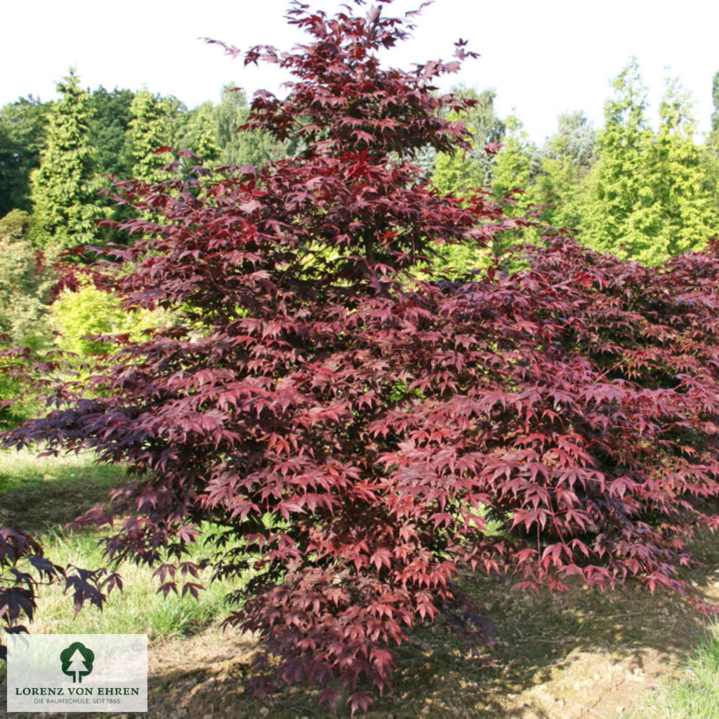 Acer palmatum 'Atropurpureum'