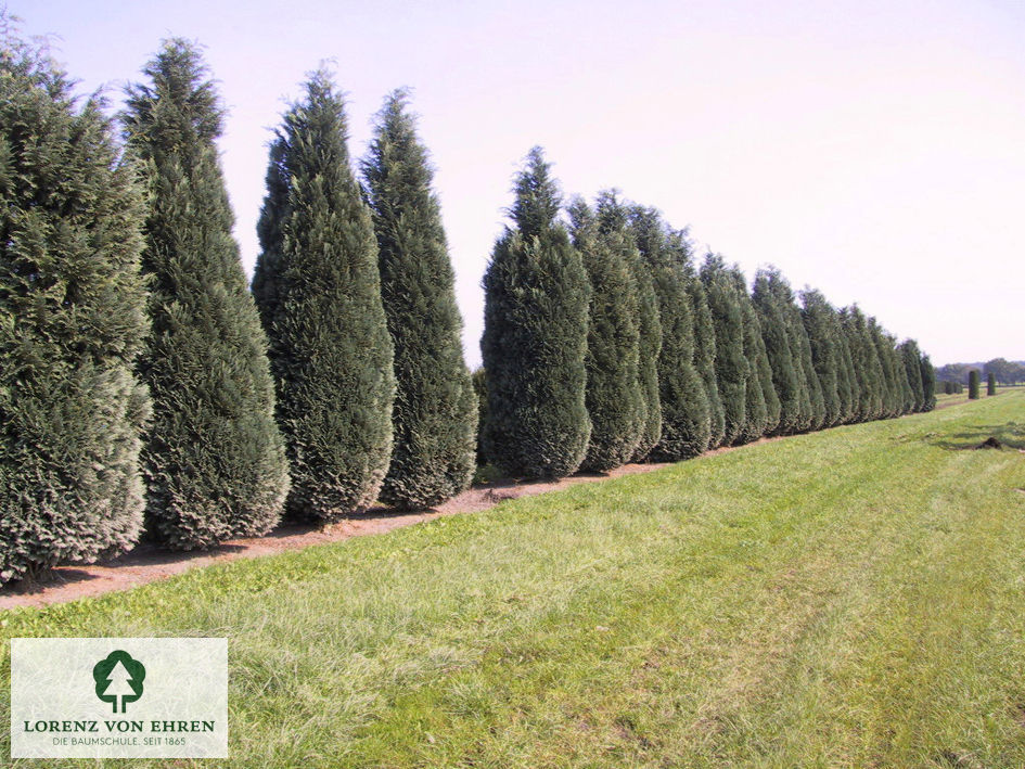 Chamaecyparis lawsonia 'Columnaris'