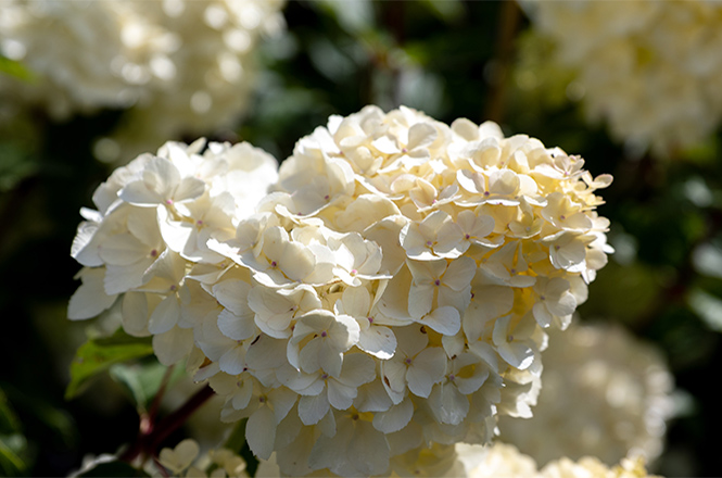 Blüte Hydrangea VanilleFraise Große satte vanille farbene Hortensienblüten