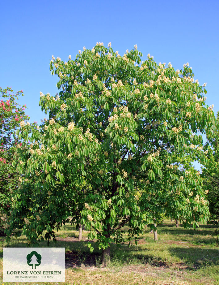 Aesculus flava 'Vestita'