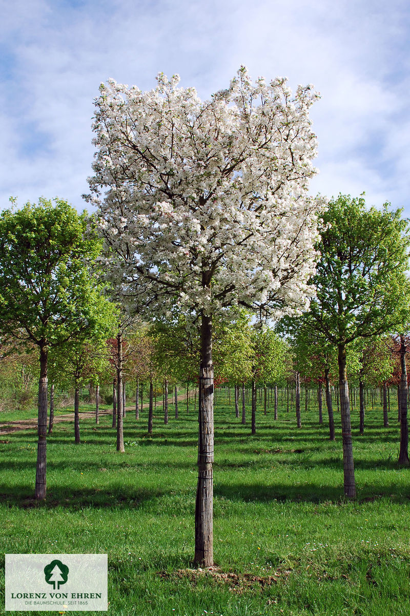 Malus evereste blühender  Kasten